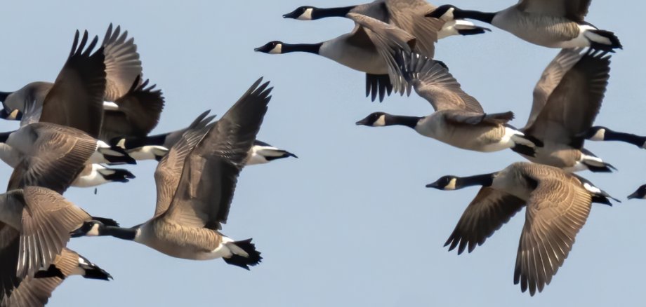 Geflügel - 1 Geflügel - 1