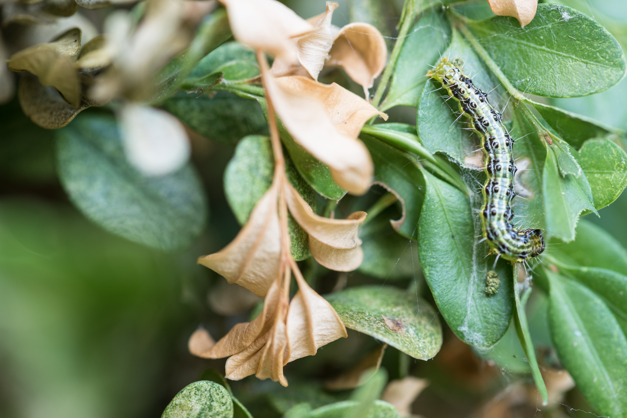Box Treee Moth (Cydalima perspectalis), caterpillar devastating a buxus plant