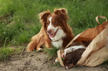 Brown and white dog is laying on the ground next to a brown bag