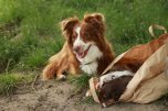 Brown and white dog is laying on the ground next to a brown bag