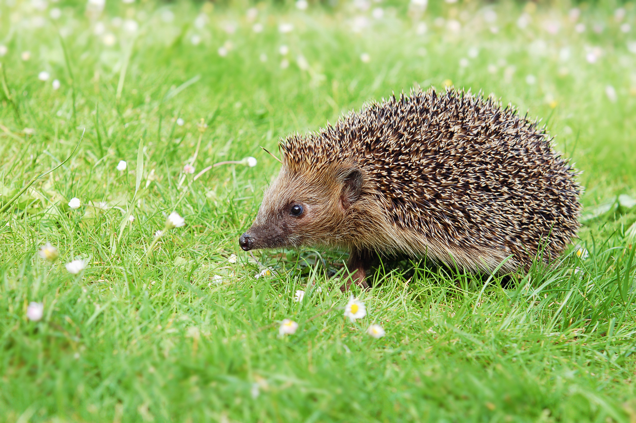 Wild european hedgehog on the meadow with daisy flowers looking for food in the garden.
