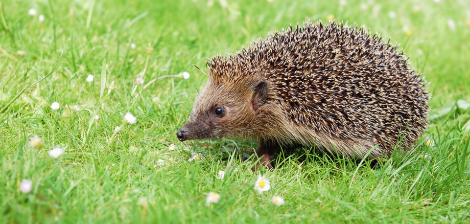 Wild european hedgehog on the meadow with daisy flowers looking for food in the garden.