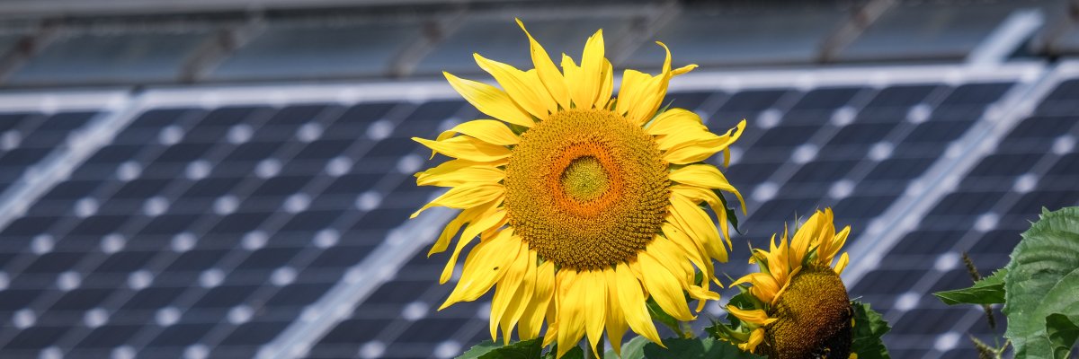 Concept solar energy, climate and sustainability: Large beautiful sunflower in close-up in front of a photovoltaic system in the blurred background
