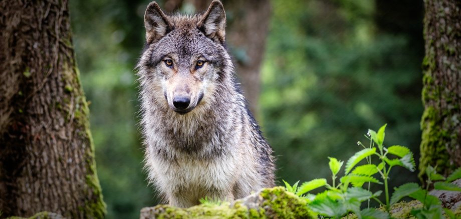 Curious gray wolf on the prowl in the forest Curious gray wolf on the prowl in the forest